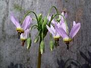 Dodecatheon meadia.